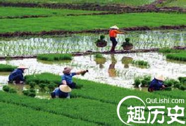 黎族当年是怎样“砍山栏”的？黎族农业简介